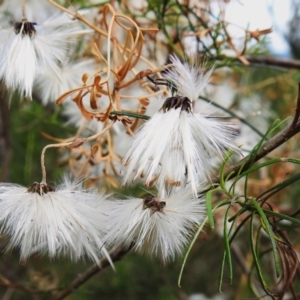 Clematis leptophylla (Small-leaf Clematis, Old Man's Beard) at Coree, ACT by JohnBundock