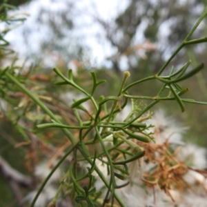 Clematis leptophylla at Coree, ACT - 4 Oct 2022 11:08 AM