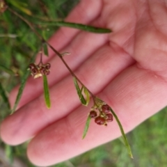 Dodonaea viscosa (Hop Bush) at Bungendore, NSW - 4 Oct 2022 by clarehoneydove