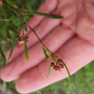 Dodonaea viscosa (Hop Bush) at Bungendore, NSW by clarehoneydove