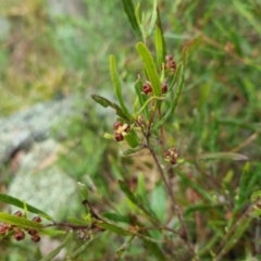 Dodonaea viscosa at Bungendore, NSW - 5 Oct 2022