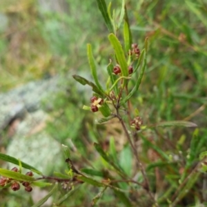 Dodonaea viscosa at Bungendore, NSW - 5 Oct 2022 10:59 AM