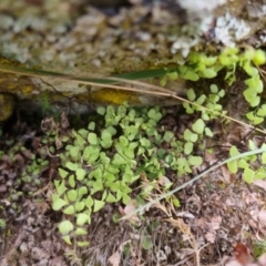 Adiantum aethiopicum (Common Maidenhair Fern) at QPRC LGA - 5 Oct 2022 by clarehoneydove