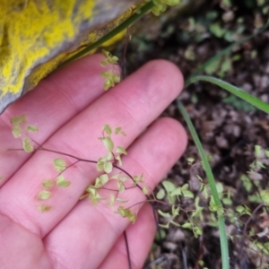 Adiantum aethiopicum at Bungendore, NSW - suppressed