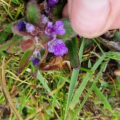 Ajuga australis (Austral Bugle) at Bungendore, NSW - 5 Oct 2022 by clarehoneydove