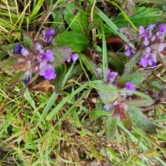 Ajuga australis at Bungendore, NSW - 5 Oct 2022 10:52 AM