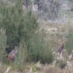 Notamacropus rufogriseus (Red-necked Wallaby) at Bungendore, NSW - 4 Oct 2022 by clarehoneydove
