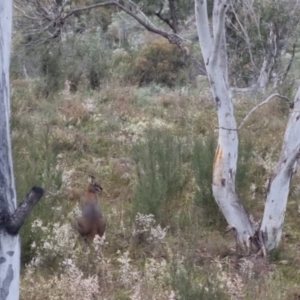 Notamacropus rufogriseus at Bungendore, NSW - 5 Oct 2022