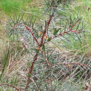 Hakea decurrens subsp. decurrens at Hawker, ACT - 4 Oct 2022