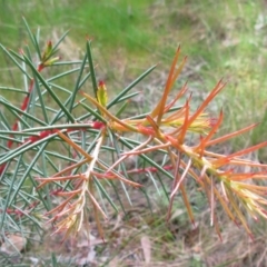 Hakea decurrens subsp. decurrens at Hawker, ACT - 4 Oct 2022