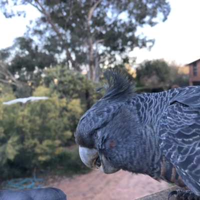 Callocephalon fimbriatum (Gang-gang Cockatoo) at Garran, ACT - 14 Sep 2022 by MichaelMulvaney