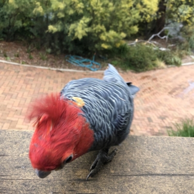 Callocephalon fimbriatum (Gang-gang Cockatoo) at Red Hill Nature Reserve - 11 Sep 2022 by MichaelMulvaney