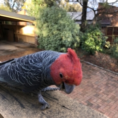 Callocephalon fimbriatum (Gang-gang Cockatoo) at Red Hill Nature Reserve - 14 Sep 2022 by MichaelMulvaney