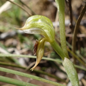 Oligochaetochilus aciculiformis at Stromlo, ACT - 3 Oct 2022