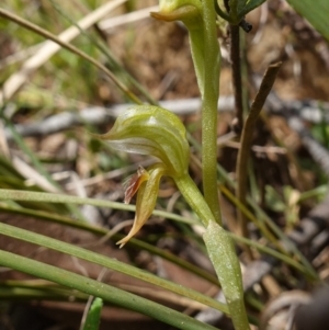 Oligochaetochilus aciculiformis at Stromlo, ACT - 3 Oct 2022