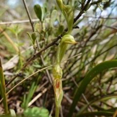 Oligochaetochilus aciculiformis at Stromlo, ACT - 3 Oct 2022