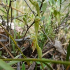 Oligochaetochilus aciculiformis at Stromlo, ACT - 3 Oct 2022