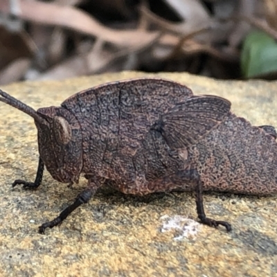 Goniaea australasiae (Gumleaf grasshopper) at QPRC LGA - 4 Oct 2022 by Whirlwind