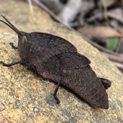 Goniaea australasiae at Sutton, NSW - 4 Oct 2022