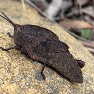 Goniaea australasiae at Sutton, NSW - 4 Oct 2022