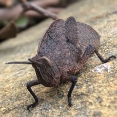 Goniaea australasiae at Sutton, NSW - 4 Oct 2022