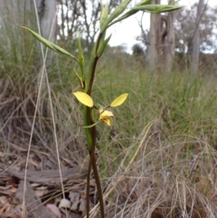 Diuris nigromontana (Black Mountain Leopard Orchid) at Mount Painter - 1 Oct 2022 by CathB