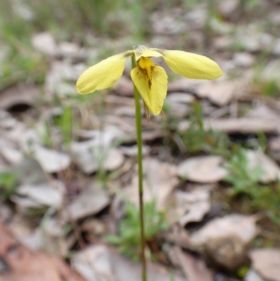 Diuris chryseopsis (Golden Moth) at Aranda Bushland - 1 Oct 2022 by CathB