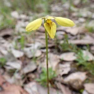 Diuris chryseopsis at Cook, ACT - 1 Oct 2022
