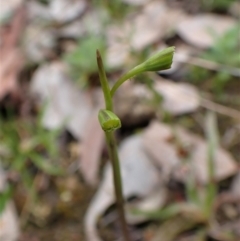 Diuris chryseopsis at Cook, ACT - 1 Oct 2022