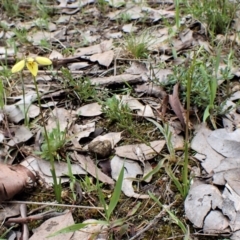 Diuris chryseopsis at Cook, ACT - 1 Oct 2022