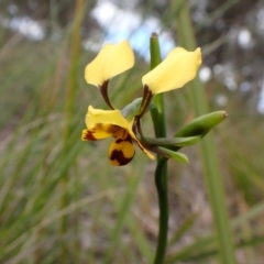 Diuris nigromontana (Black Mountain Leopard Orchid) at Aranda Bushland - 1 Oct 2022 by CathB