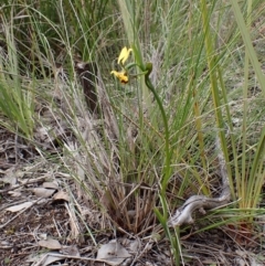 Diuris nigromontana at Cook, ACT - 1 Oct 2022