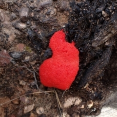 Tubifera ferruginosa Complex (Raspberry Slime) at Cook, ACT - 3 Oct 2022 by CathB