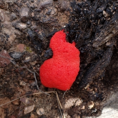 Tubifera ferruginosa (Raspberry Slime) at Cook, ACT - 3 Oct 2022 by CathB