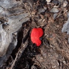 Tubifera ferruginosa Complex at Cook, ACT - 3 Oct 2022