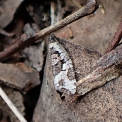 Sciaphila debiliana (A Tortricid moth) at Aranda Bushland - 3 Oct 2022 by CathB