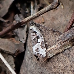 Sciaphila debiliana (A Tortricid moth) at Point 4081 - 3 Oct 2022 by CathB