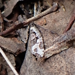 Sciaphila debiliana at Aranda, ACT - 4 Oct 2022 10:48 AM