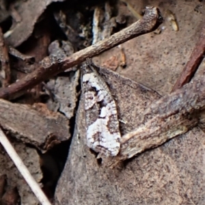 Sciaphila debiliana at Aranda, ACT - 4 Oct 2022