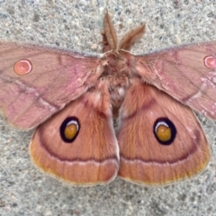 Opodiphthera helena (Helena Gum Moth) at Braidwood, NSW - 4 Oct 2022 by LisaH