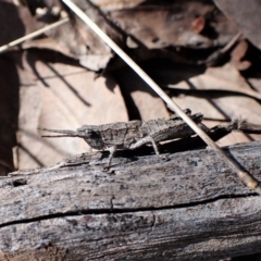 Coryphistes ruricola (Bark-mimicking Grasshopper) at Aranda Bushland - 1 Oct 2022 by CathB