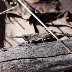 Coryphistes ruricola (Bark-mimicking Grasshopper) at Molonglo Valley, ACT - 1 Oct 2022 by CathB