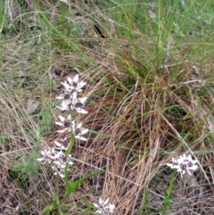 Wurmbea dioica subsp. dioica (Early Nancy) at Hawker, ACT - 3 Oct 2022 by sangio7