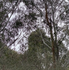 Callocephalon fimbriatum (Gang-gang Cockatoo) at Cotter River, ACT - 4 Oct 2022 by tjwells