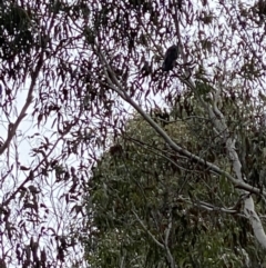 Callocephalon fimbriatum at Cotter River, ACT - suppressed