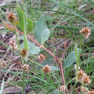 Luzula densiflora (Dense Wood-rush) at Hawker, ACT - 4 Oct 2022 by sangio7