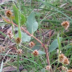 Luzula densiflora (Dense Wood-rush) at Hawker, ACT - 3 Oct 2022 by sangio7