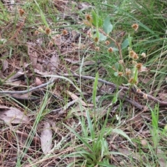 Luzula densiflora at Hawker, ACT - 4 Oct 2022