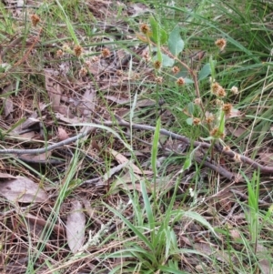 Luzula densiflora at Hawker, ACT - 4 Oct 2022 10:01 AM