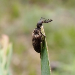 Ptilophorus sp. (genus) (Wedge-shaped beetle) at Aranda, ACT - 4 Oct 2022 by CathB